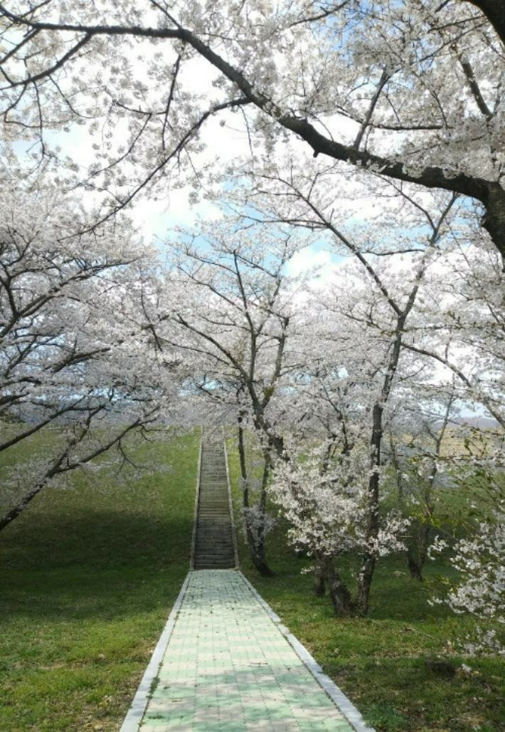 웅동수원지 벚꽃 모습. 창원시 제공