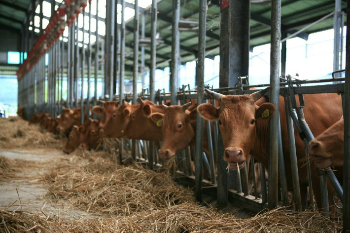 한우농가. 경남도청 제공 