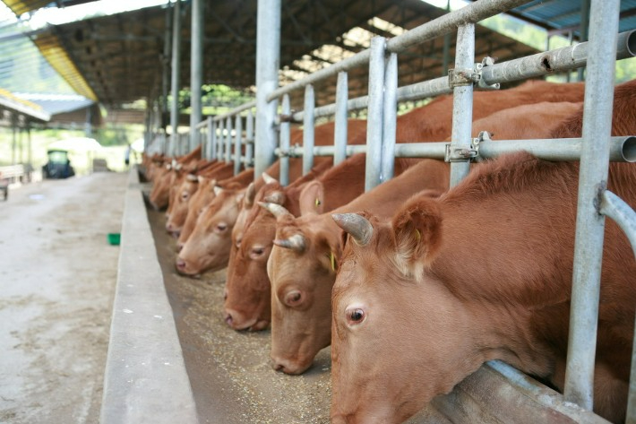 한우농가. 경남도청 제공 