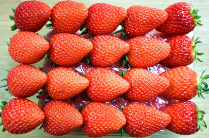 경남 딸기. 경남도청 제공 