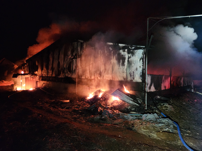 3일 오전 3시 16분쯤 경북 성주군 선남면의 한 돼지 농장에서 불이 나 돼지 450여 마리가 폐사했다. 경북소방본부 제공