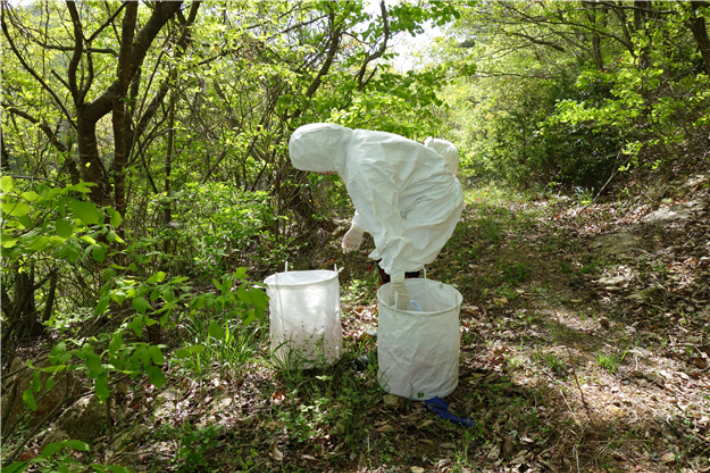 전라남도보건환경연구원은 참진드기에서 라임병 원인균인 보렐리아균을 검출해 전국 보건환경연구원 최초로 분리에 성공했다고 4일 밝혔다. 참진드기 채집 장면. 전남도 제공