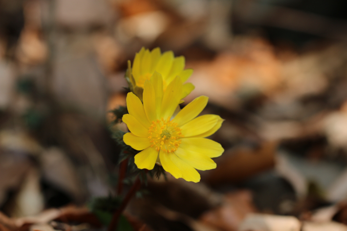 복수초. 전남도 제공