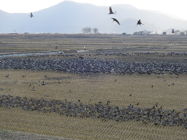 순천만에 서식하는 흑두루미. 순천시 제공