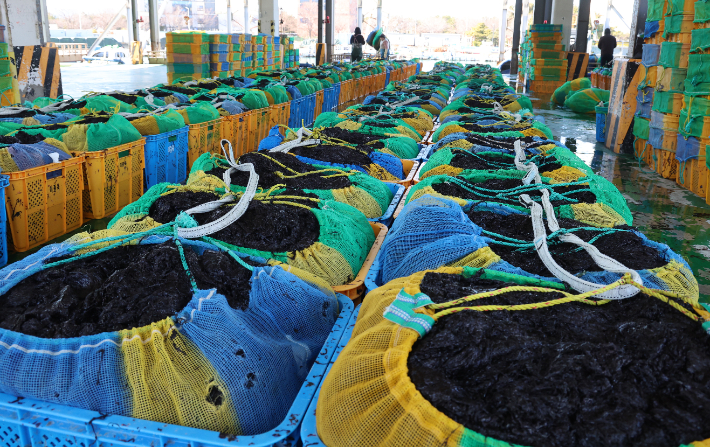 갓 수확한 물김. 연합뉴스