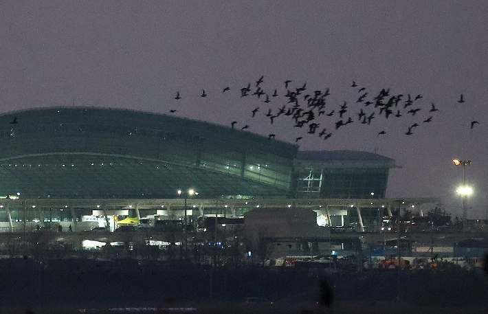 무안공항 인근 나는 새들. 연합뉴스