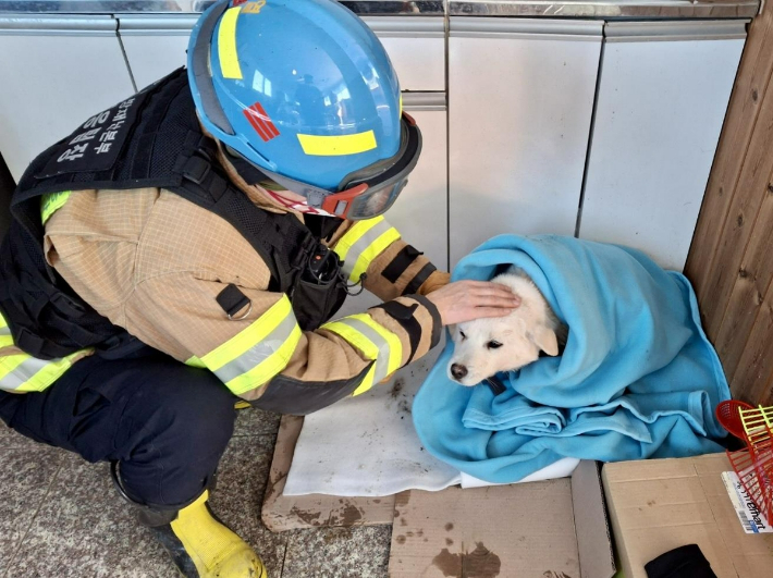 평택 화재 현장에서 구조된 강아지. 경기도소방재난본부 제공