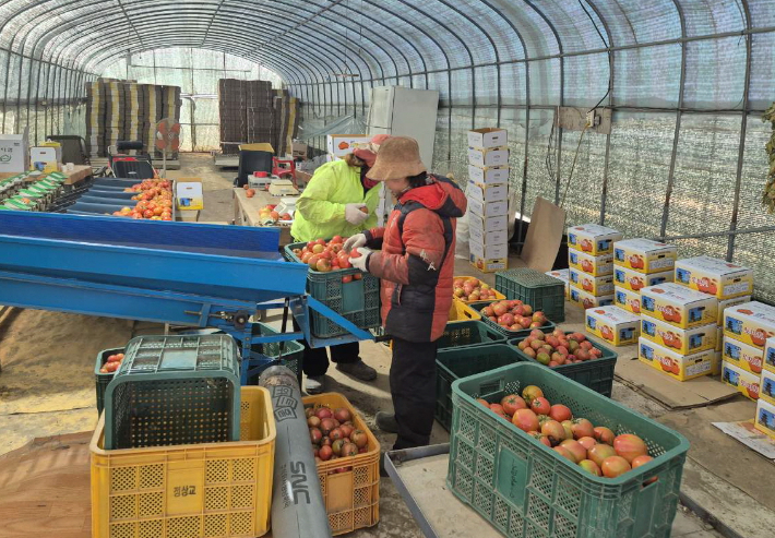 계절근로자들이 지역 토마토 농가에서 일을 하고 있다. 경주시 제공