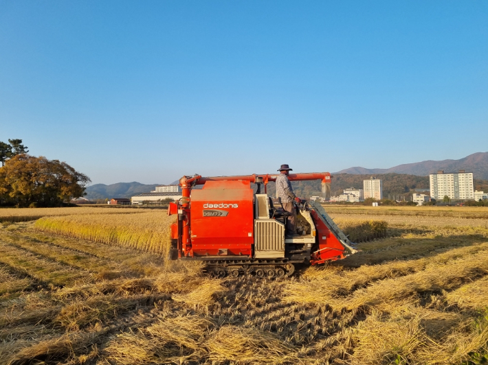 농민이 콤바인으로 벼를 수확하고 있다. 경주시 제공