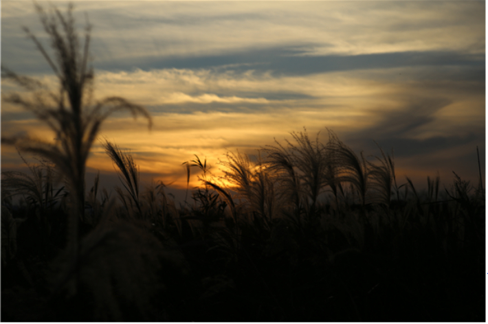 부산 을숙도. 부산시 제공