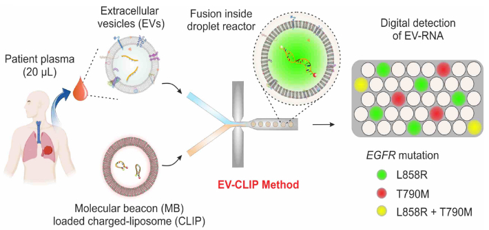 EV-CLIP 분석의 원리 연구 그림. UNIST 제공 