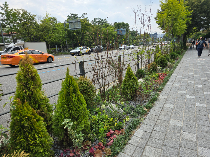 가로수생육환경개선사업(영등포구). 서울시 제공