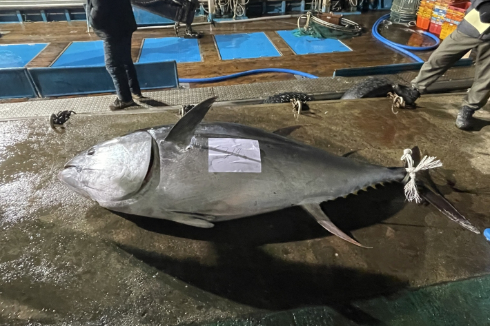 1천만원이 넘는 금액에 위판된 314kg짜리 대형 참다랑어. 영덕군 제공