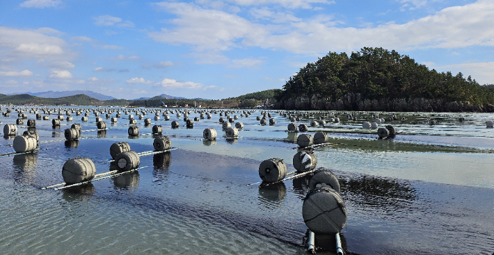 전라남도해양수산과학원은 자체 개발한 햇바디1호, 해풍1호, 해풍2호, 해모돌1호 등 신품종 4종의 2026년산 김 생산을 위해 오는 28일까지 종자 분양신청을 받는다고 밝혔다. 전남도 제공