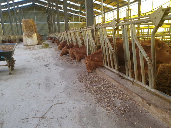 전라남도는 축산농가의 사료 직거래 활성화와 경영 부담 완화를 위해 오는 21일까지 상반기 축산농가 사료구매자금 수요조사를 실시한다. 전남도 제공