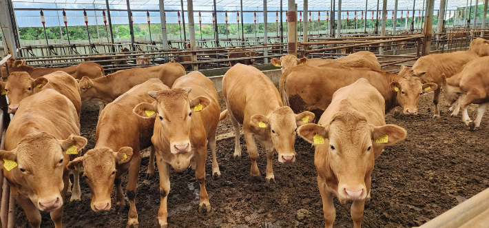 한우농가. 경남도청 제공 