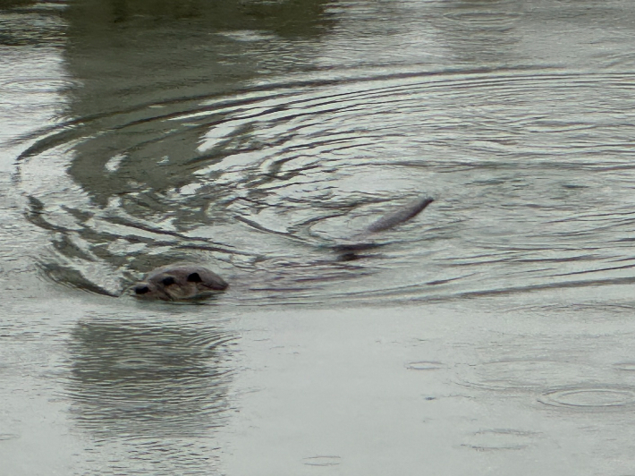 일청담에서 수영중인 수달. 머리와 꼬리부분이 수면 위로 드러나 있다. 경북대 교직원 제공