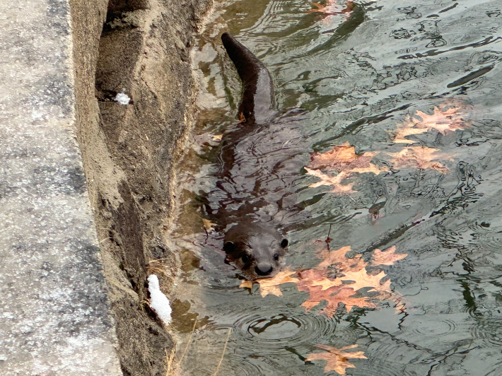 경북대 일청담에서 수영중인 수달의 모습이 선명하다. 경북대 교직원 제공