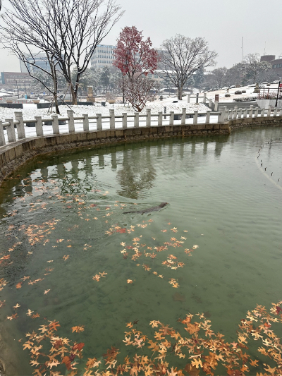 연못 한 가운데로 헤엄치는 수달. 연못 안에는 잉어와 피라미 등 여러 종류의 어류가 살고 있다. 경북대 교직원 제공