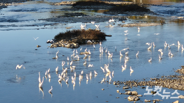 대구 신천에 집단서식중인 백로떼의 모습. 이재기 기자