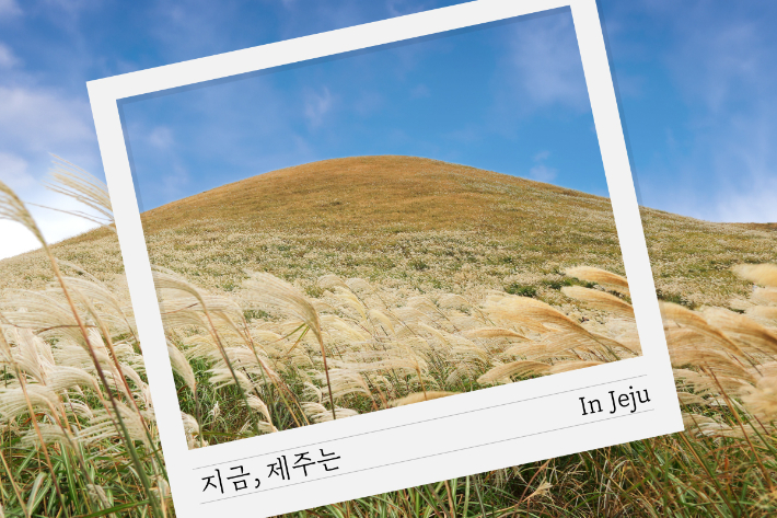 들불축제가 열리는 새별오름. 제주신화월드 제공