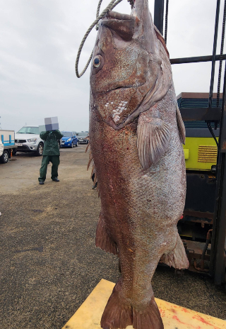 초대형 돗돔. 김성기 씨 제공