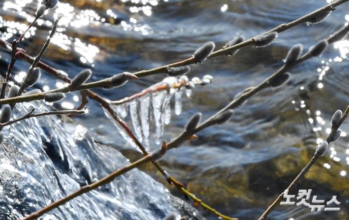 봄의 전령 버들강아지와 고드름