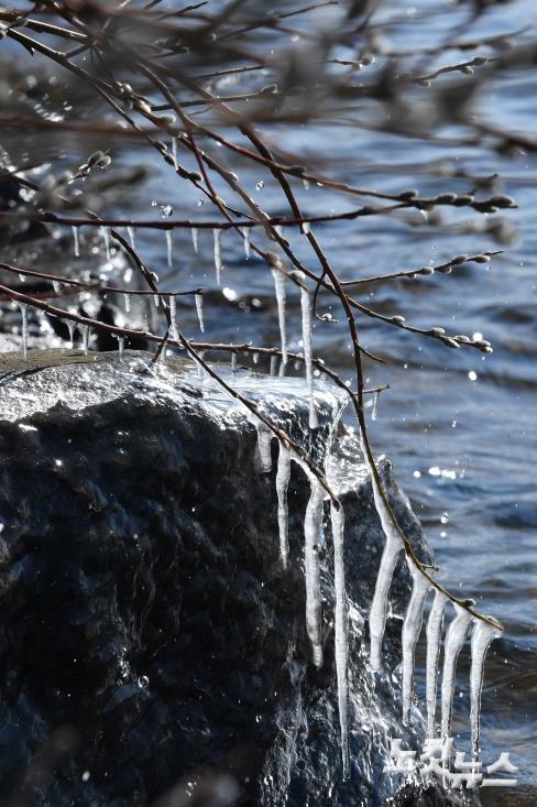 봄의 전령 버들강아지에 맺힌 고드름