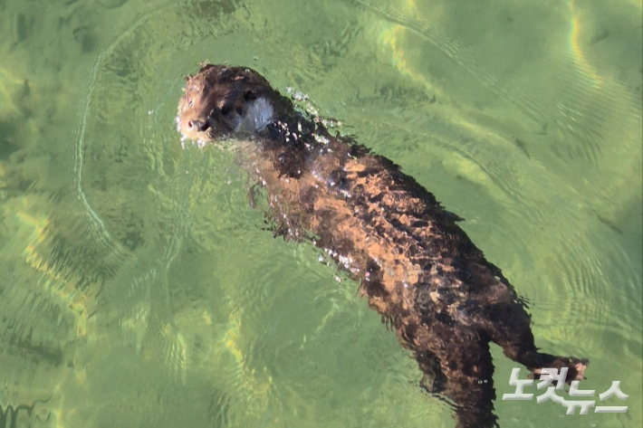 수달이 바로 뒤의 사람을 쳐다보고 있다. 이재기 기자 