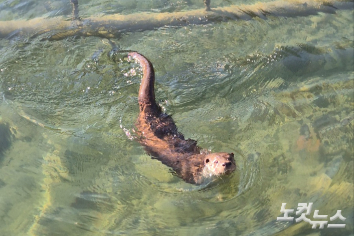 18일 일청담에서 수영중인 수달의 모습. 이재기 기자 