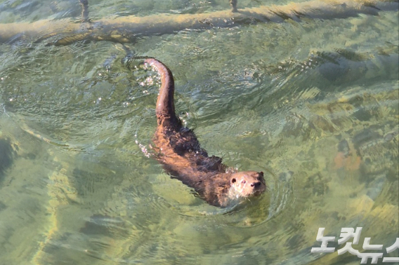 18일 일청담에서 수영중인 수달의 모습. 이재기 기자 
