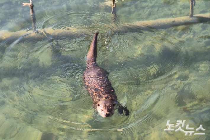 일청담에서 수영중인 수달. 연못의 물이 맑아 바닥까지 훤히 들여다 보인다. 이재기 기자 