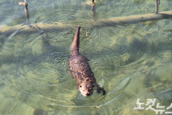 일청담에서 수영중인 수달. 연못의 물이 맑아 바닥까지 훤히 들여다 보인다. 이재기 기자 