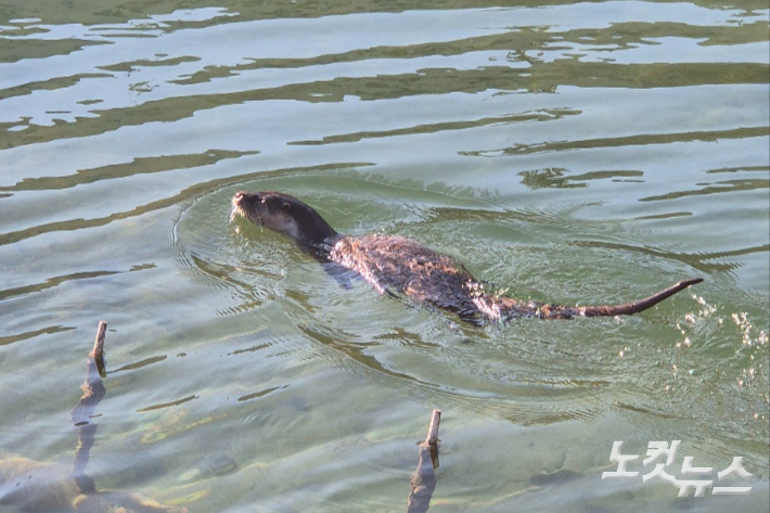 수영중인 수달의 모습. 이재기 기자 