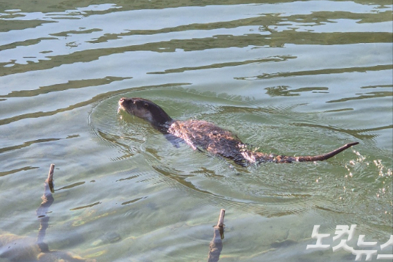 수영중인 수달의 모습. 이재기 기자 