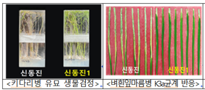 '신동진', '신동진1'의 키다리병(qFfR1), 벼흰잎마름병(Xa3+Xa21) 저항성 비교. 농진청 제공