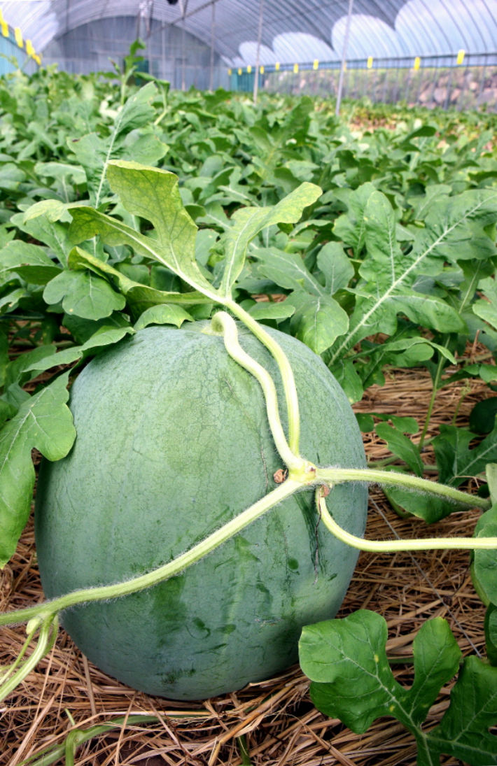 무등산 수박. 광주시 제공