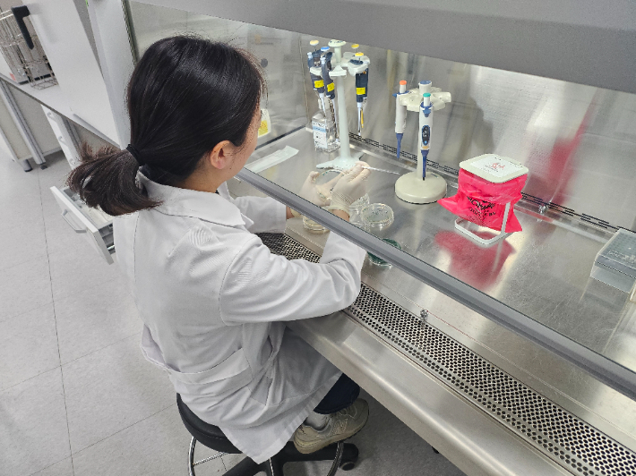 비브리오 검사 장면. 충남도 보건환경연구원 제공