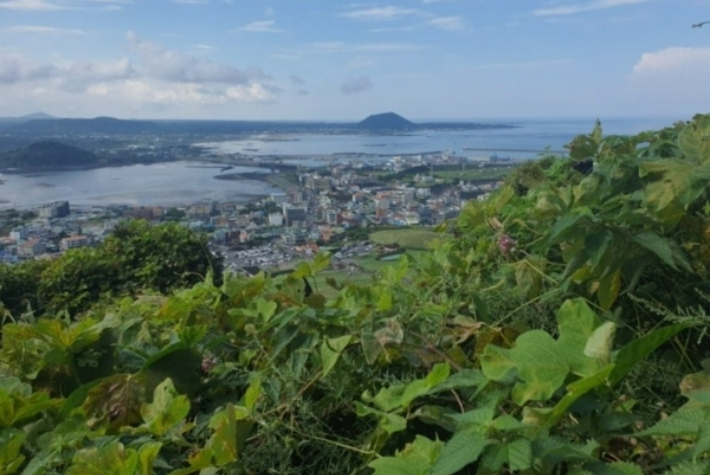 유네스코 세계자연유산인 성산일출봉의 서북쪽 분화구가 칡덩굴로 덮여있는 모습. 제주도의회 정이운 교육의원실 제공 