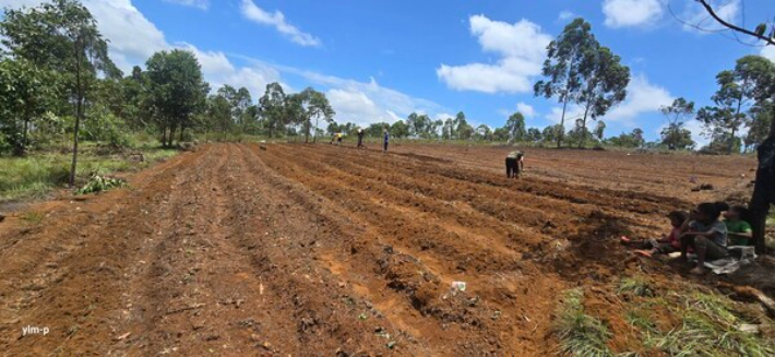 김창열, 이리문 선교사가 농업 선교를 위해 일구던 마다가스카르 무라망가의 농장.