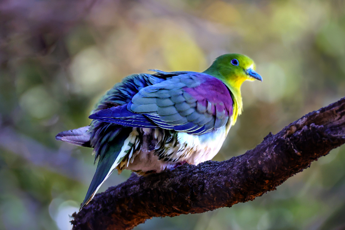 울산대공원에서 발견된 녹색비둘기. 윤기득 사진작가 제공