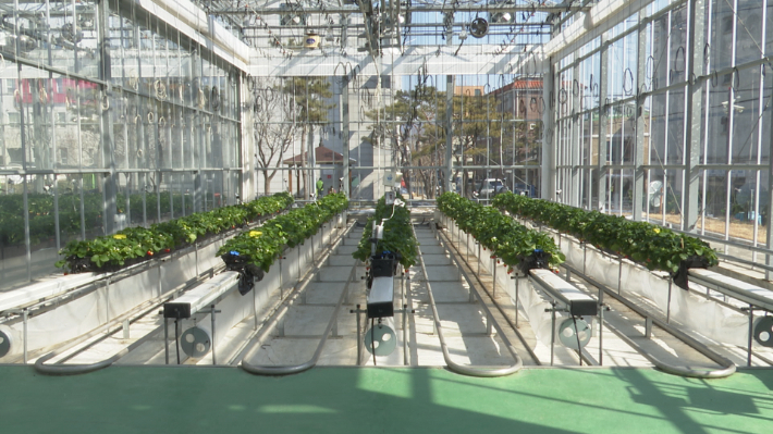 딸기 AI 스마트팜 온실 내부. 한국농업기술진흥원 제공