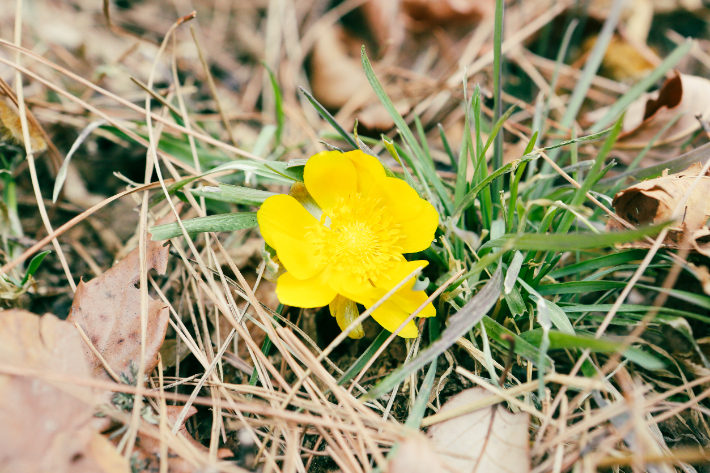 설악산에서 관측된 복수초. 설악산국립공원사무소 제공
