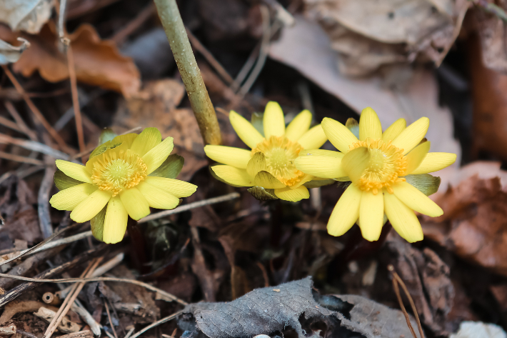 설악산에서 관측된 복수초. 설악산국립공원사무소 제공