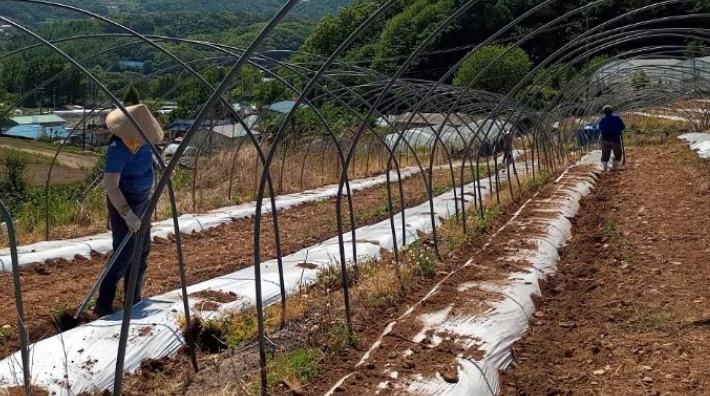 강원도 농촌 인력 부족 해소를 위해 배치된 외국인 계절 근로자. 연합뉴스