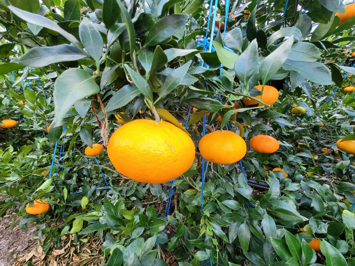 기후변화 대응 작물 만감류. 경남도청 제공  