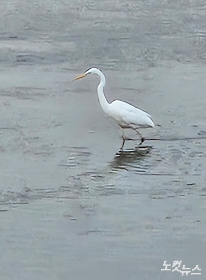지난 2월 25일 신천 경대교 바로 아랫부분에서 추위도 잊은 채 먹이를 찾고 있는 쇠백로. 멀리서 망원렌즈로 당겼다. 이재기 기자 