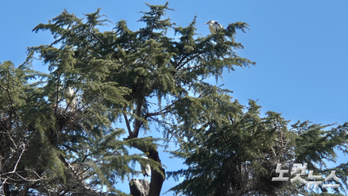 지난 2월 21일 대구 창조경제센터 히말라야시다 나뭇가지 위와 사이사이로 왜가리들이 보인다. 이재기 기자 