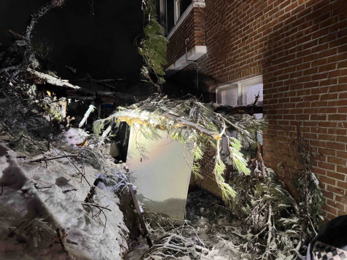 폭설에 쓰러진 나무. 강원소방본부 제공