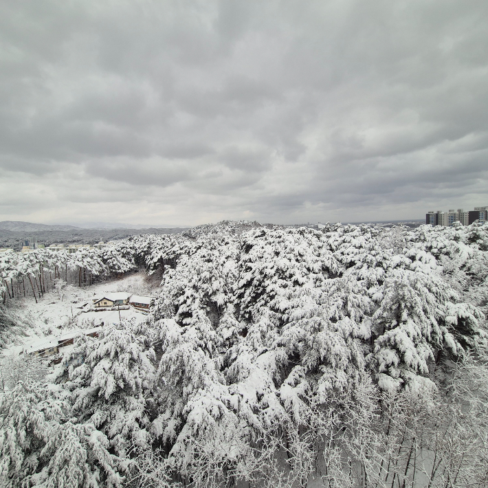 3일 오전 강릉지역에 눈이 쌓인 모습. 독자 제공